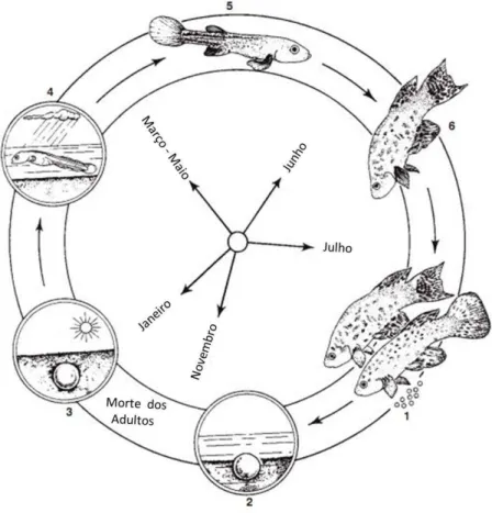 Figura 1.  Representação esquemática  do ciclo de vida anual, em um representante da  família Rivulidae, Austrofundulus myersi Dahl, 1958