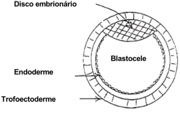 Fig. 1. Esquema demonstrativo das camadas celulares formadoras do blastocisto. 