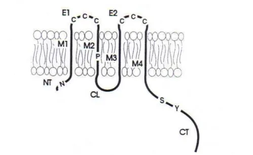 Fig. 8. Representação esquemática e relativa topologia da membrana plasmática de uma conexina genérica