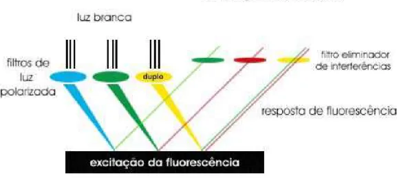 Fig. 11. Esquema simplificado para entendimento da captação de fluorescência em fotomicrografias de tecidos submetidos a reações de imunofluorescência