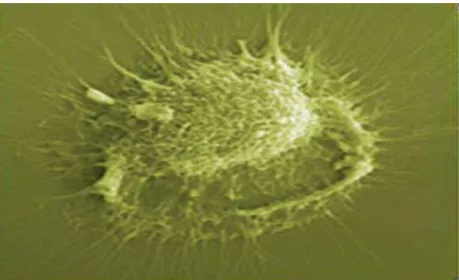 Figura 14 – Ilustração de adesão celular em uma superfície de material polimérico. 