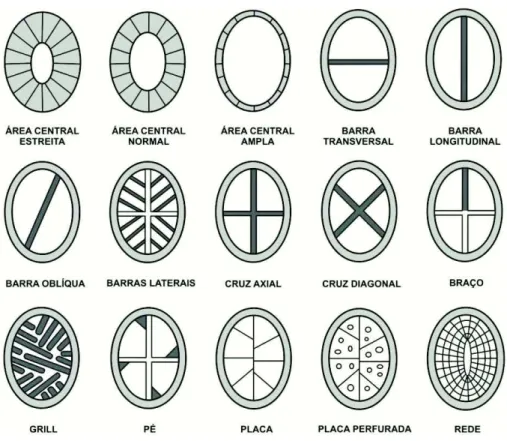 Figura 8 - Estruturas relacionadas à área central. Modificado de Young et al. (1997). 