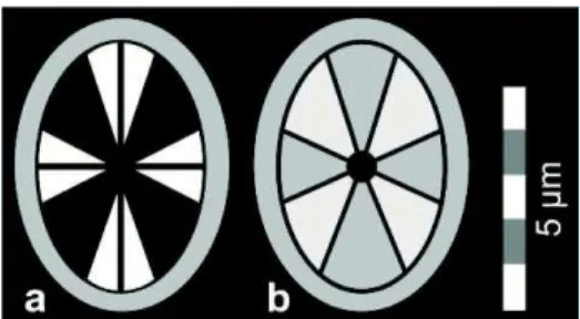 Figura 11 - Diferença entre as duas espécies do gênero Ahmuellerella identificadas.  a)  A