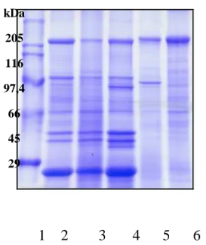 Figure  1:  Phenogram  resulting  from  the  numerical  analysis  based  on  data  obtained  from  the  growth  in  the  presence  of  organic  comounds  strains  of  Bacillus  thuringiensis.