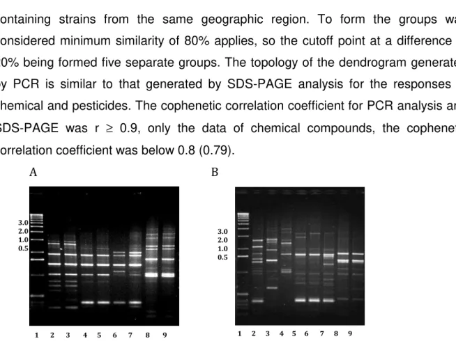 Figure 3: Analysis of Bacillus thuringiensis strains by Rep-PCR. (A) REP1. Line: 