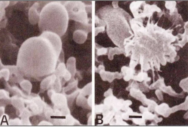 Figura 1 - Elementos celulares circulantes observados através de microscopia  eletrônica de varredura