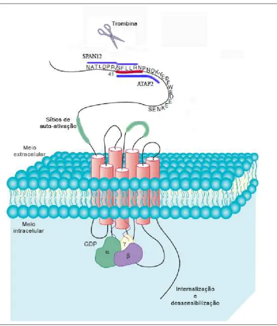 Figura 2 - Estrutura e características do PAR-1 plaquetário humano. Nesta  figura podem ser observadas a fração N-terminal extracelular, a região sete  domínios transmembrana, e a proteína G com suas porções α,   e  