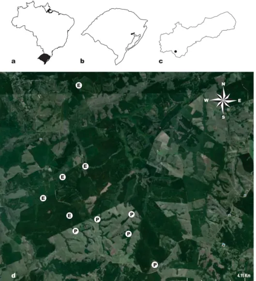 Figura 1. Localização da área de estudo na região sul do Brasil (a), no estado do Rio Grande  do  Sul  (b)  e  no  município  de  Eldorado  do  Sul  (c),  e  imagem  de  satélite  (d)  mostrando  as  manchas florestais amostradas em matriz de eucalipto no 
