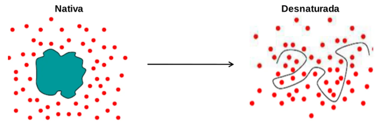 Figura 6: Ilustração da estrutura de uma proteína na forma nativa (esquerda) e desnaturada (direita)  na presença de moléculas de água [3]