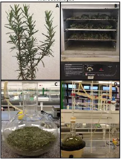 Figura 5 – Fotografias de etapas do processo de obtenção do óleo essencial de  alecrim