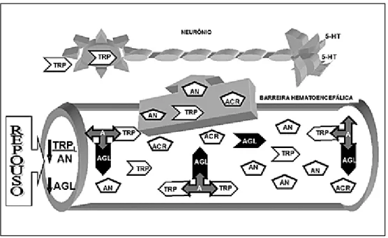 Figura 1B. Captação de triptofano e metabolismo de serotonina durante exercício de longa duração