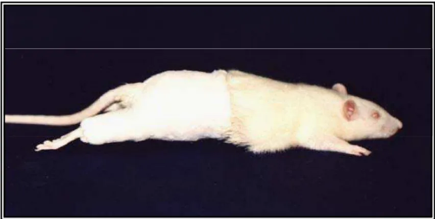 Figura 1 - Animal com o membro posterior direito imobilizado. 
