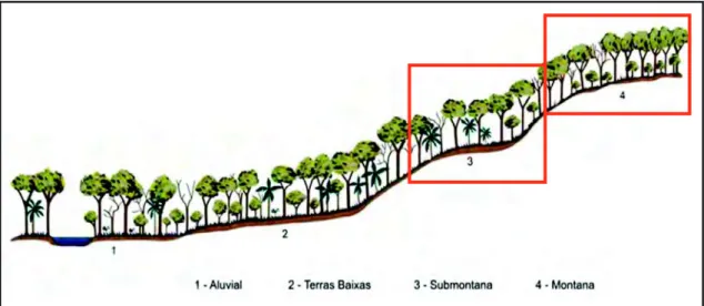 Figura 1: Perfil esquemático da Floresta Ombrófila Densa. Fonte: IBGE, 2012. 