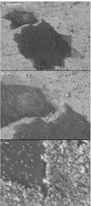 Figura 4.1.3. Imagens de MEV do eletrodo Au/eRGO a diferentes magnificações. Barras de escala  representam: A) 10 µm, B) 1 µm e C) 100 nm