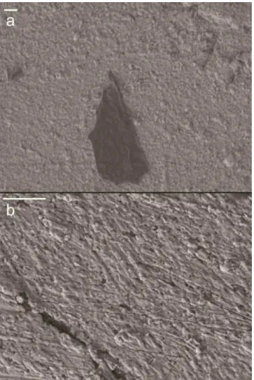 Figura 4.1.4. Imagens de MEV do eletrodo Au/GO a diferentes magnificações. Barras de escala  representam 1 µm