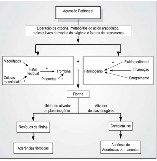 Figura 1 - Esquema simplificado da Patogênese das Aderências decorrentes de um  traumatismo