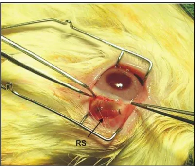 Figura  8  - Visão superior do retrocesso do músculo reto  superior após cauterização do leito escleral e sutura 