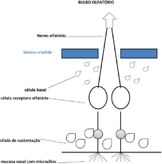 Figura 3 - Neuroepitélio olfatório 