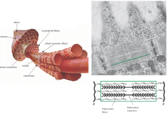 Figura  03:  Musculatura  esquelética  com  micrografia  eletrônica  e  representação  esquemática  de  um  sarcômero,  a  unidade  básica  de  contração  do  músculo  esquelético (modificado de JUNQUEIRA &amp; CARNEIRO, 2005) 