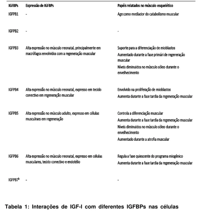 Tabela  1:  Interações  de  IGF-I  com  diferentes  IGFBPs  nas  células  musculares (modificada de MOURKIOTI &amp; ROSENTHAL, 2005)
