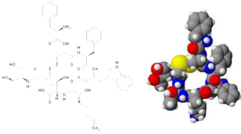 Figura  12:  Representação  da  octreotida,  um  análogo  sintético  da  Somatostatina  (CHANSON et al., 2000) 