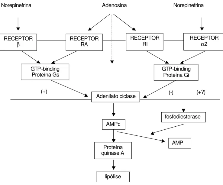 Figura 1- Mecanismo de ação da adenosina e sua relação com o mecanismo de  ação das catecolaminas e norepinefrina