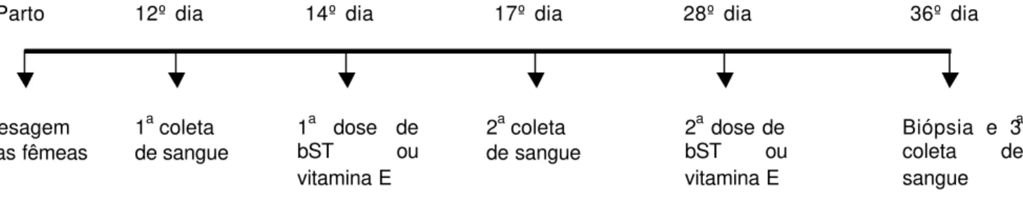 Figura 2  - Cronograma de coleta de sangue e aplicação de bST exógena ou  vitamina E. 