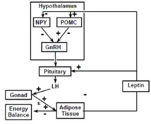 Figura 1 -  Envolvimento da leptina na regulação neuroendócrina da secreção de  LH  