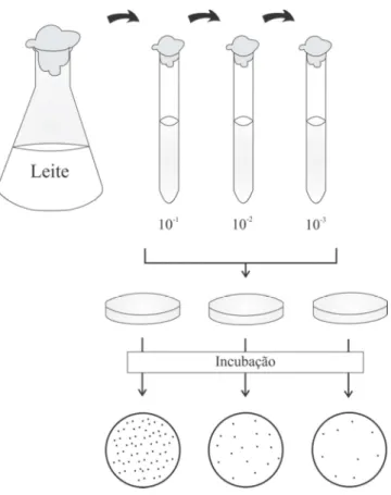 Figura  3  -  Esquema  de  diluição  seriada  de  leite  em  solução  salina 0,9%. 