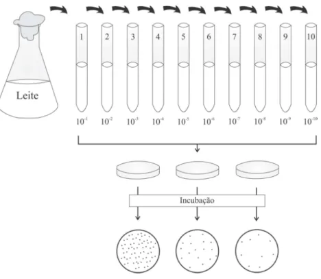 Figura  4  -  Esquema  de  diluição  seriada  de  cepa  ATCC  S.  agalactiae  em  leite  desnatado em pó reconstituído estéril