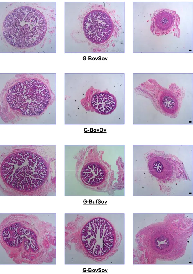 Figura 3 – Cortes histológicos de ovidutos de fêmeas bubalinas e bovinas submetidas à ovulação  única (G-BufOv e G-BovOv) ou a múltipla ovulação (G-BufSov e G-BovSov)