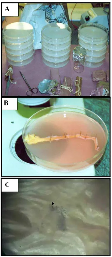 Figura 5 – Seqüência experimental para aferição do movimento ciliar das células endoteliais do  oviduto por meio de microesferas