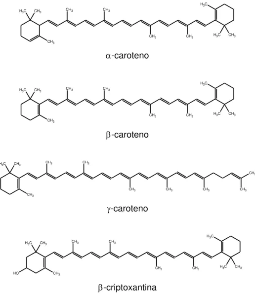 Figura 3. Estrutura química dos principais carotenóides encontrados em vegetais. 