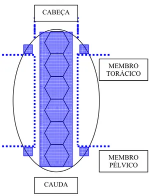 Figura 1 – Representação esquemática do jabuti das “patas vermelhas” 