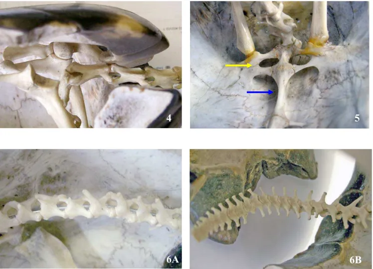 Figura 4 -  G. carbonaria , em vista lateral, evidenciando a coluna  vertebral cervical, assim como a estrutura das vértebras  cervicais e a sua angulação na entrada da cavidade  celomática 
