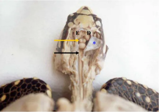 Figura 7 -   G. carbonaria , em vista dorsal, evidenciando o início da  medula espinhal, caudalmente ao 4º ventrículo (→)