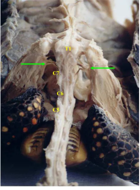 Figura 11 -   G. carbonaria  em vista dorsal, evidenciando a  intumescência cérvico-dorsal (segmentos medulares  de C5-T1) e os nervos constituintes do plexo  braquial (→) 