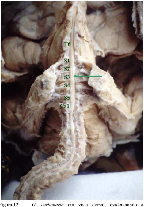 Figura 12  -   G. carbonaria  em vista dorsal, evidenciando a  intumescência tóraco-sacaral (segmentos medulares de  T6-Ca1)