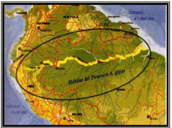 FIGURA  1.  Região  da  Amazônia  correspondente  ao  habitat  natural  do  A.  gigas
