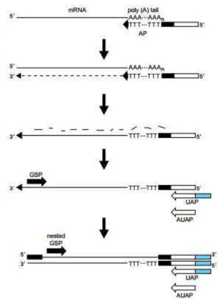 FIGURA 7 . Esquema das principais etapas da técnica 3’ RACE . Fonte: protocolo  do  kit  3’  RACE  System  for  Rapid  Amplification  of  cDNA  Ends