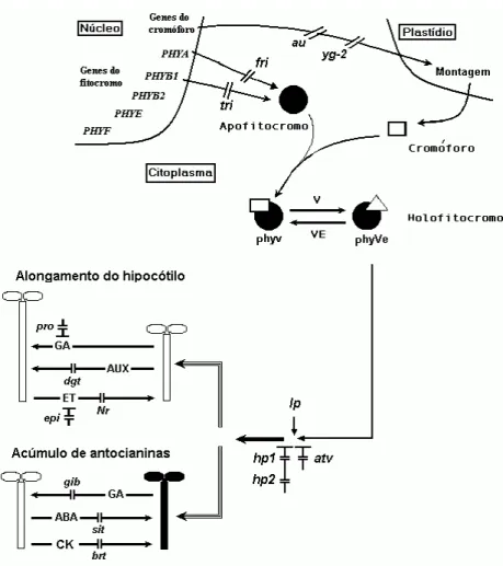 Figura 1 – Hipótese para um controle de eventos fotomorfogenéticos (ex. alongamento  e acúmulo de antocianinas em hipocótilos) em tomateiro pelo fitocromo ativo  e  por  diferentes  classes  hormonais