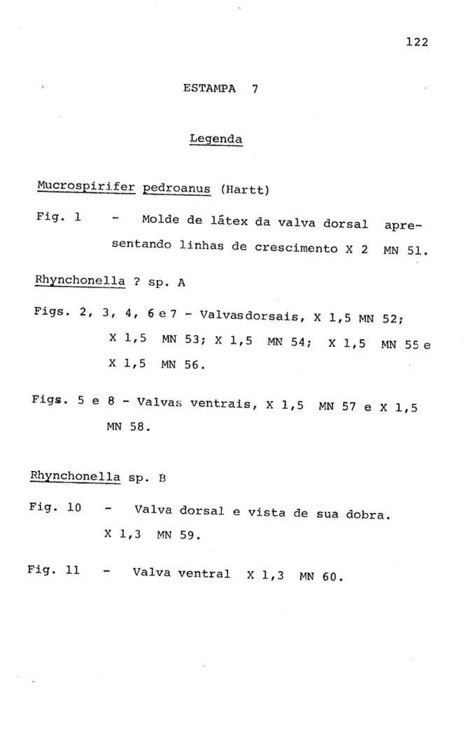 Fig.  1  -  Molde  de tátex  da  valva dorsal  apre*