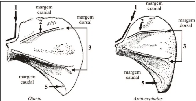 Figura 11 - Escápula dos gêneros Otaria e Arctocephalus, com caracteres avaliados  em vista dorsal: 1-margem do ângulo anterior, forte tendência a ser retilínea em  Otaria; 2- espinha secundária com forte tendência a ser curvada em Arctocephalus; 