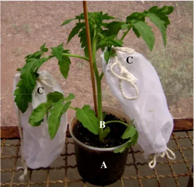 Figura 3 - Planta de tomateiro com os folíolos apicais da segunda e quarta folhas com as gaiolas de infestação