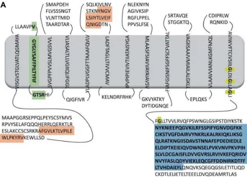 Figura  1.  Modelos  topológicos  propostos  para  a  proteína  pendrina  humana.  (A)  Modelo  de  12  domínios  transmembrana  (TM)  descritos  pela  Pendred/BOR homepage   (CHANG  et  al.,  2015)  utilizando o programa MEMSAT
