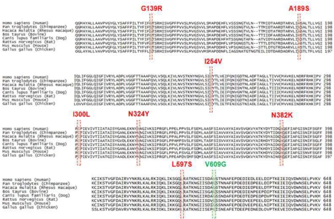Figura  2.  Conservação  evolutiva  das  variantes  identificadas  através  do  seqüenciamento  dos  21  éxons do gene SLC26A4 pela metodologia de Sanger