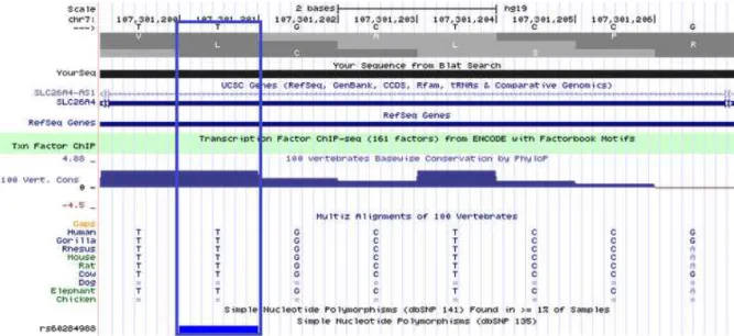 Figura 5. Seqüência nucleotídica do éxon 1 do gene SLC26A4, evidenciando o nucleotídeo “T”, na  posição  genômica  107301201  (NM_000441.1  -  GRCh37/hg19),  como  conservado  quando  comparado com 8 outras espécies