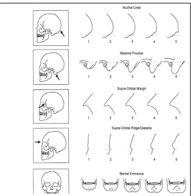 Figura  4.2  -  Padrão  para  marcação  dos  traços  cranianos  (Walker,  2008).  Os  números  abaixo  dos  diagramas  são  os  escores  para  serem  atribuídos  aos  espécimes  cuja  morfologia  se  assemelha ao estado ilustrado 