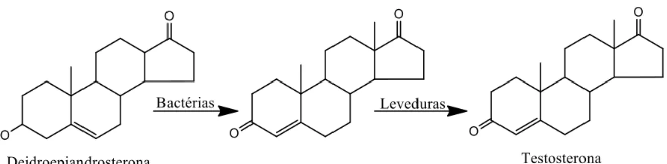 Figura 3: Biotransformação de Deidroepiandrosterona em testosterona 