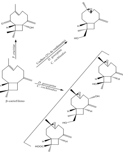 Figura 6: Biotransformações de β-cariofileno em coelhos e biotransformações em micro-organismos 
